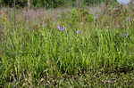 Giant blue iris